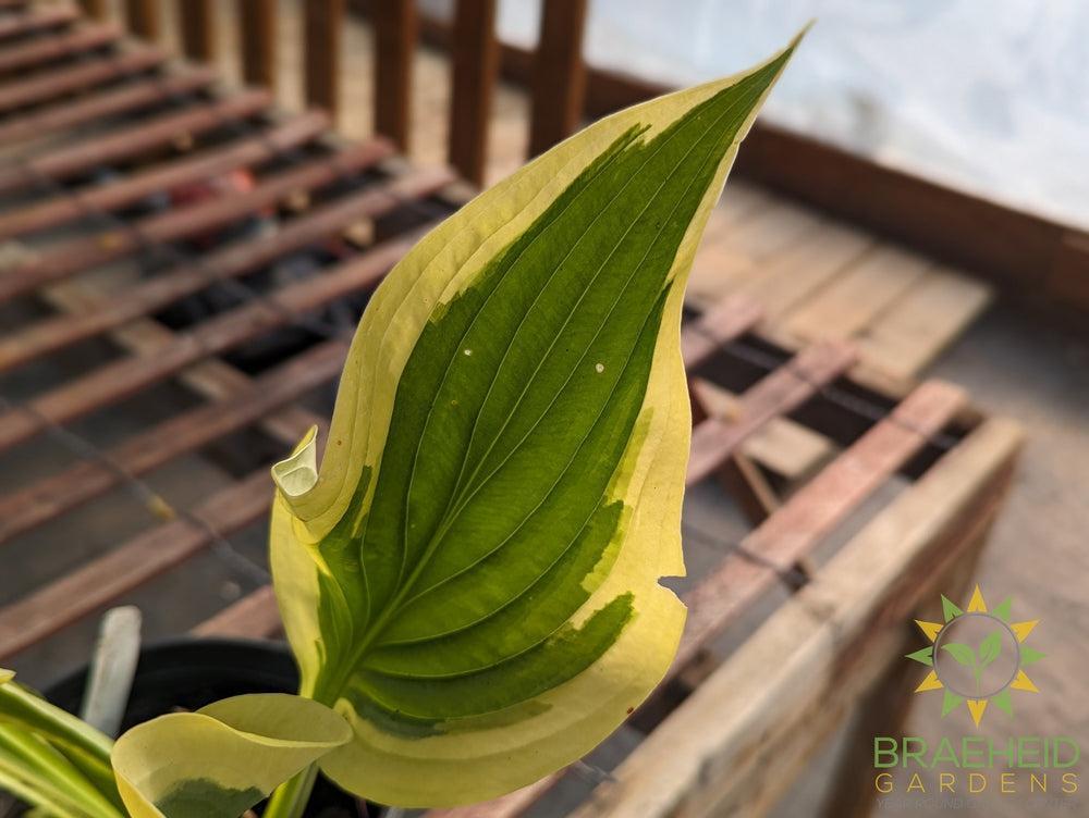 Hosta 'Victory' -NO SHIP -