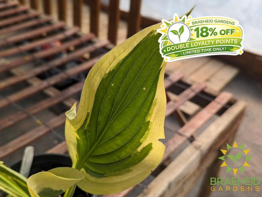 Hosta 'Victory' -NO SHIP -