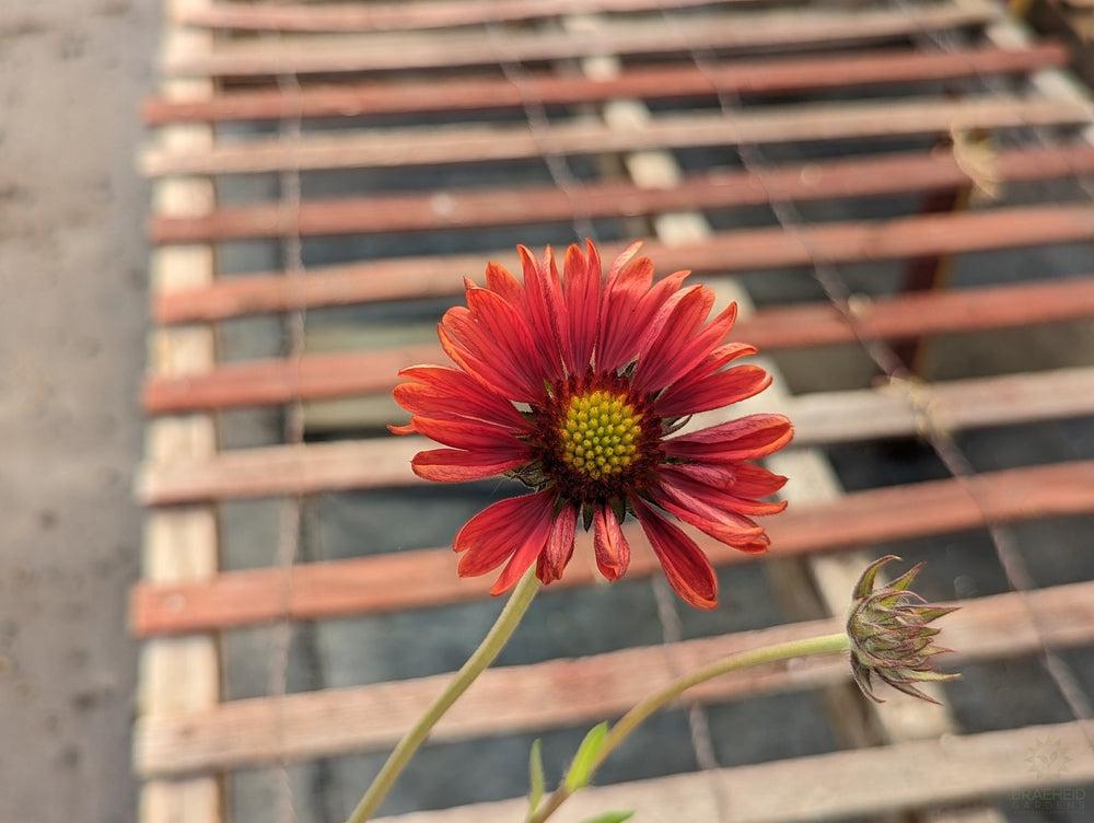 Blanket Flower 'Burgundy'