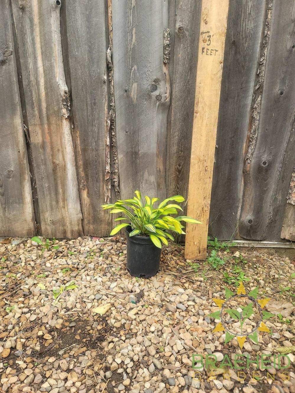 Hosta Rainbows End -NO SHIP -