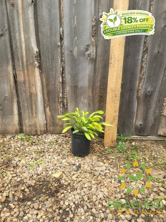 Hosta Rainbows End -NO SHIP -