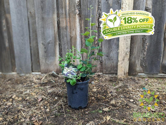 Buy Martin Saskatoon an Edible Shrub in Grande Prairie Alberta - Braeheid Gardens Ltd.