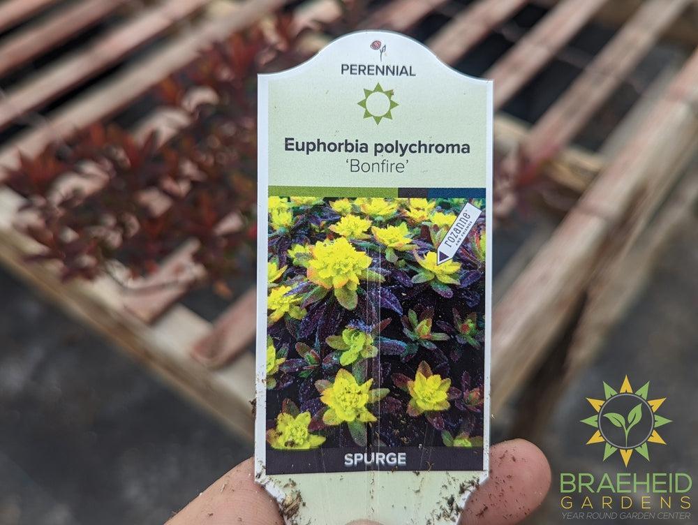 Euphorbia 'Bonfire' - NO SHIP -
