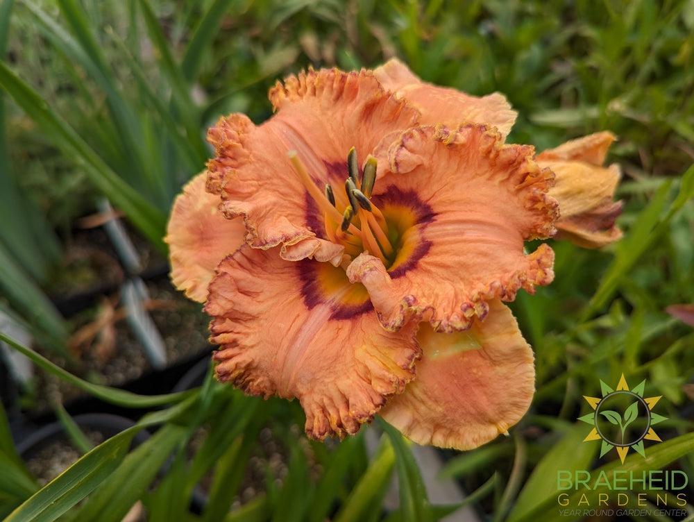 Daylily Perceptive  - NO SHIP -