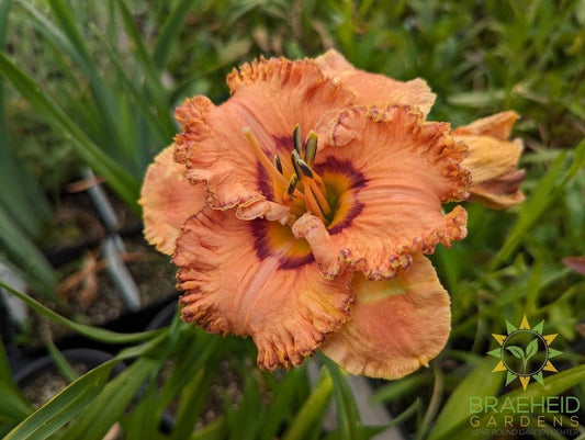 Daylily Perceptive  - NO SHIP -
