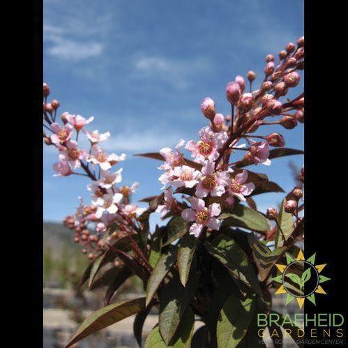 Sweetheart Mayday- Tree for sale, Grown in Grande Prairie -Braeheid Gardens Ltd. on Emerson Trail