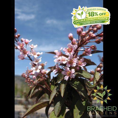 Sweetheart Mayday- Tree for sale, Grown in Grande Prairie -Braeheid Gardens Ltd. on Emerson Trail