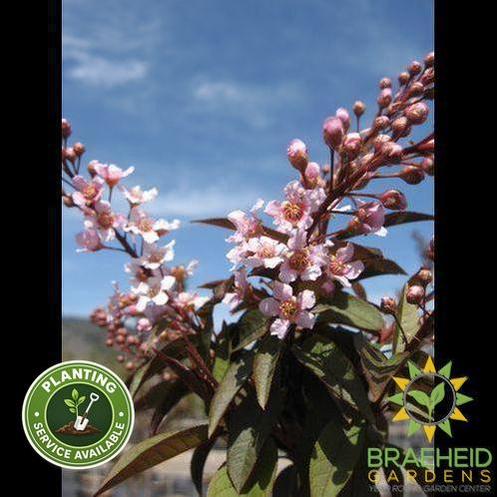 Sweetheart Mayday- Tree for sale, Grown in Grande Prairie -Braeheid Gardens Ltd. on Emerson Trail