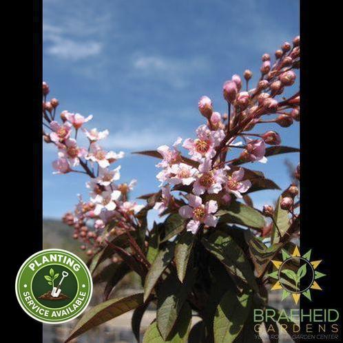 Sweetheart Mayday- Tree for sale, Grown in Grande Prairie -Braeheid Gardens Ltd. on Emerson Trail