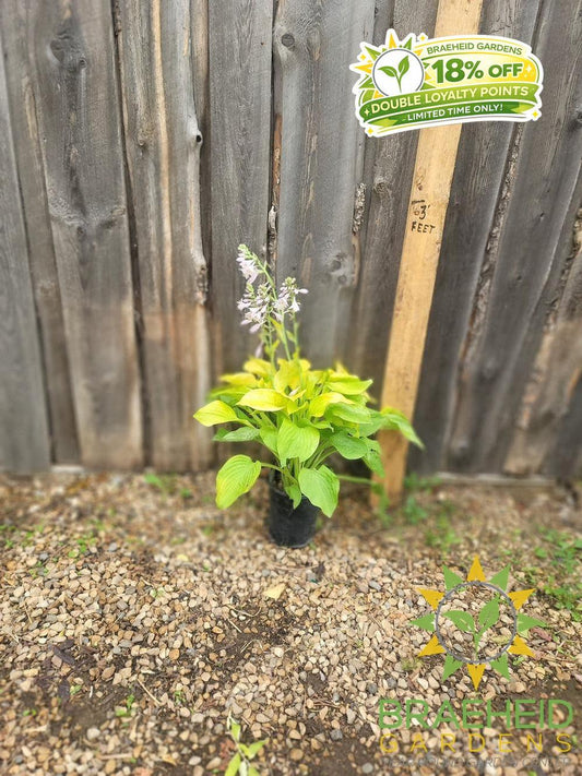 Hosta August Moon -NO SHIP -