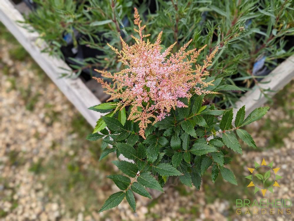 Astilbe 'Younique Silvery Pink' - NO SHIP -