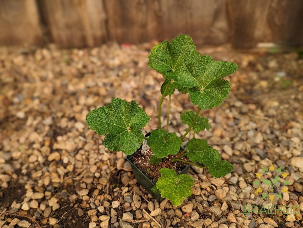 Hollyhock 'Mars Magic' - NO SHIP -