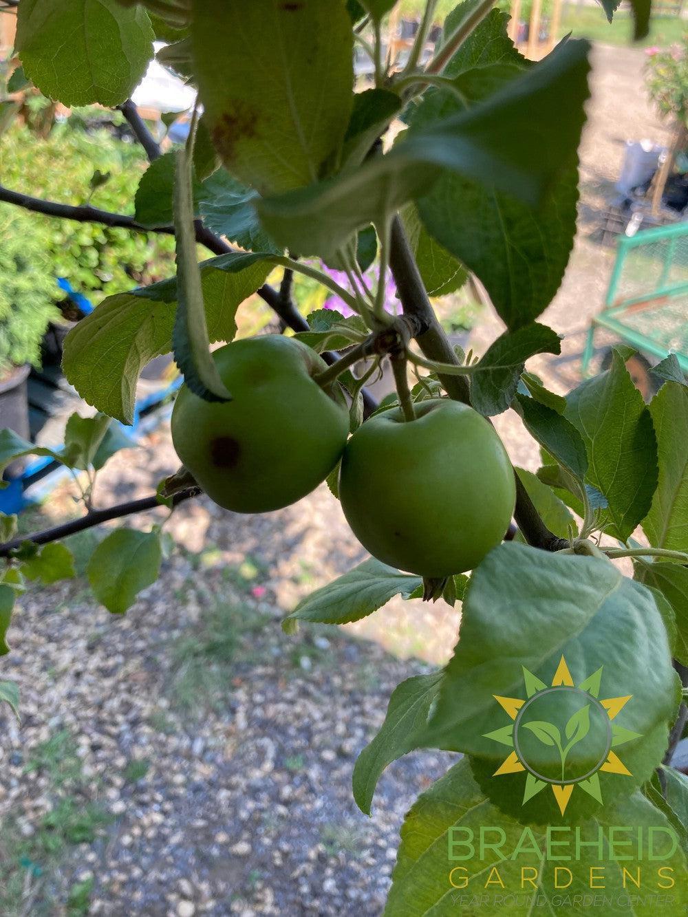 Multi-grafted Apple- Tree for sale, Grown in Grande Prairie -Braeheid Gardens Ltd. on Emerson Trail