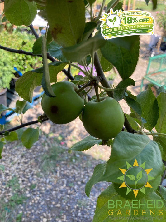 Multi-grafted Apple- Tree for sale, Grown in Grande Prairie -Braeheid Gardens Ltd. on Emerson Trail