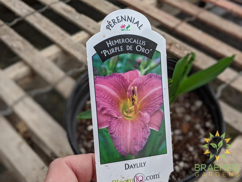 Daylily 'Purple de Oro' - NO SHIP -