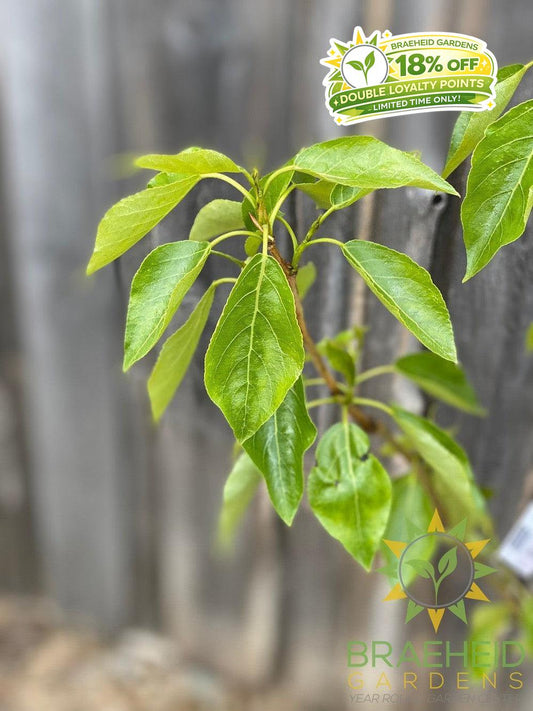 Paskapoo Poplar- Tree for sale, Grown in Grande Prairie -Braeheid Gardens Ltd. on Emerson Trail