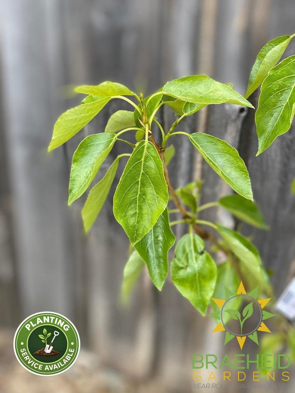 Paskapoo Poplar- Tree for sale, Grown in Grande Prairie -Braeheid Gardens Ltd. on Emerson Trail