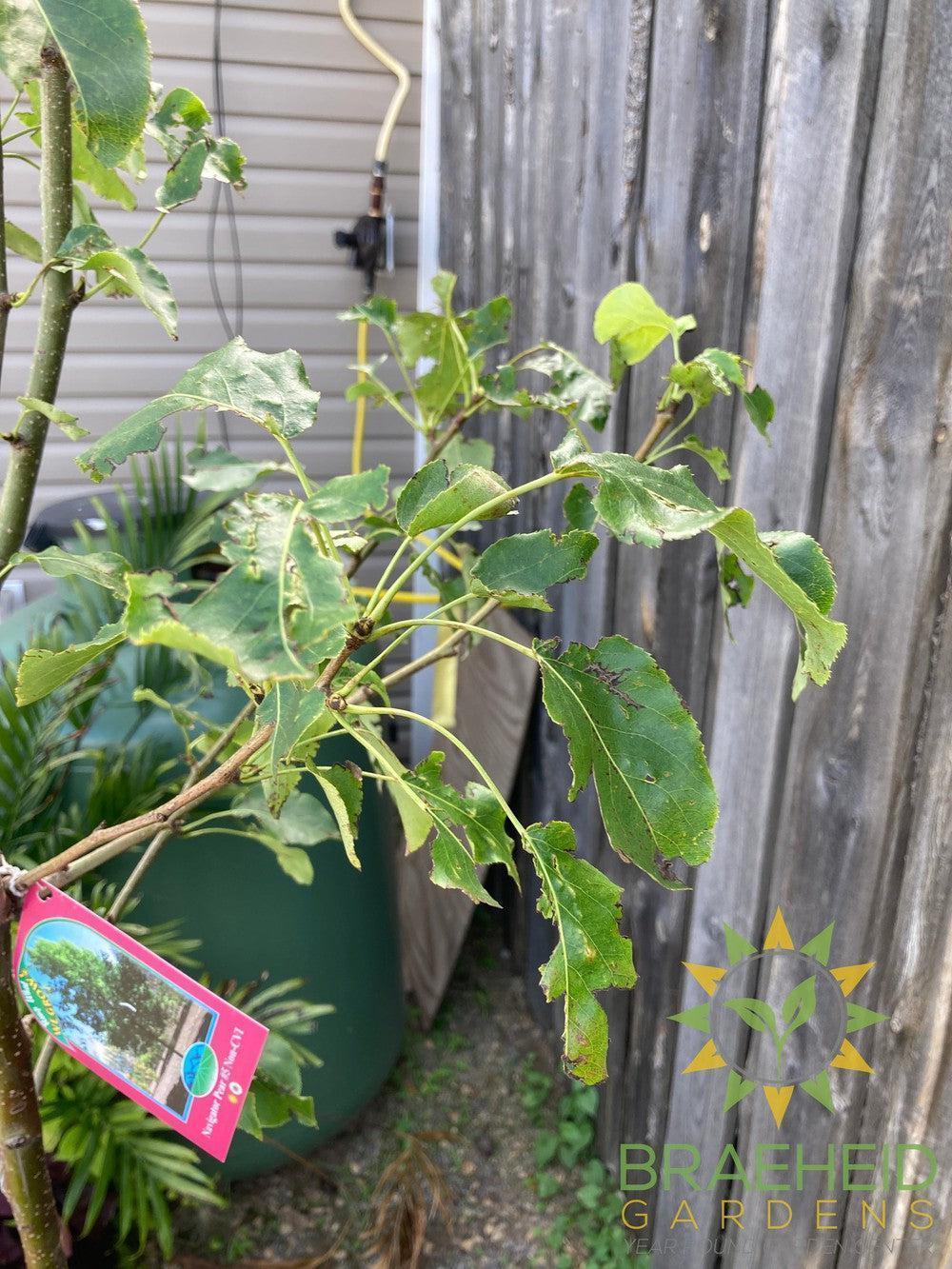 Navigator Pear- Tree for sale, Grown in Grande Prairie -Braeheid Gardens Ltd. on Emerson Trail