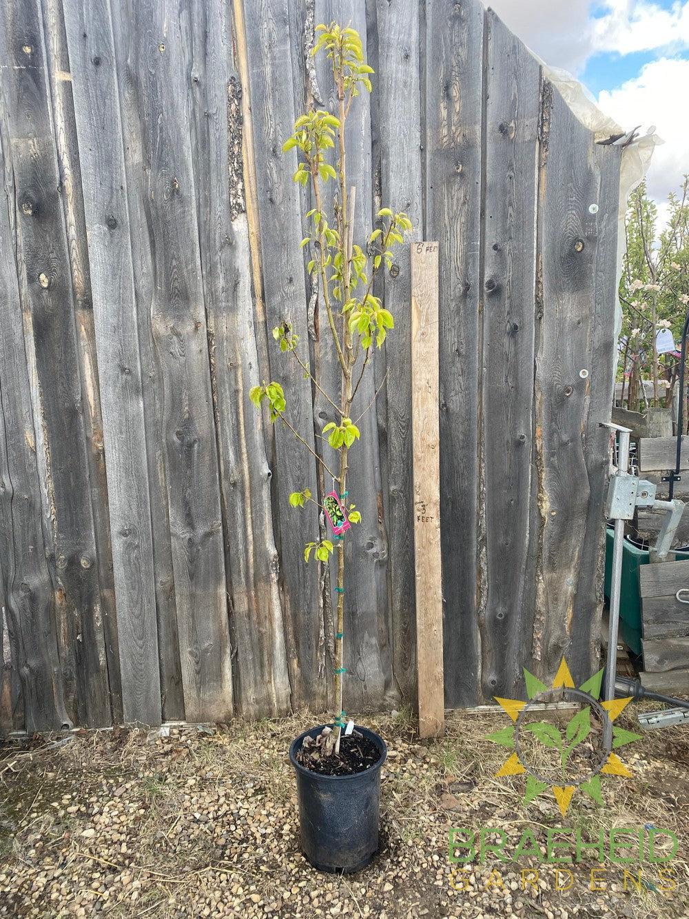 Paul's Golden Pear- Tree for sale, Grown in Grande Prairie -Braeheid Gardens Ltd. on Emerson Trail