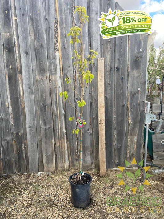 Paul's Golden Pear- Tree for sale, Grown in Grande Prairie -Braeheid Gardens Ltd. on Emerson Trail