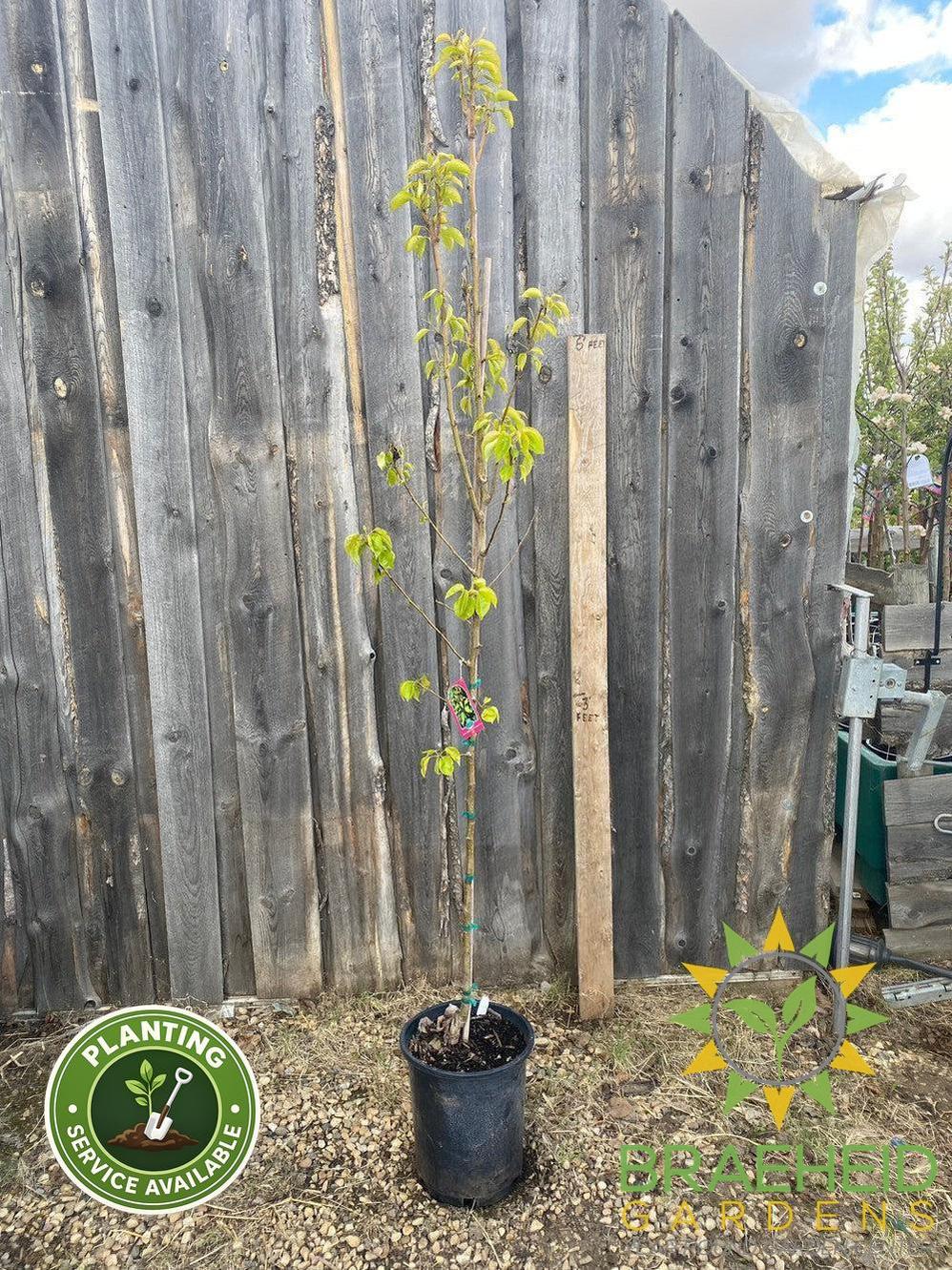 Paul's Golden Pear- Tree for sale, Grown in Grande Prairie -Braeheid Gardens Ltd. on Emerson Trail