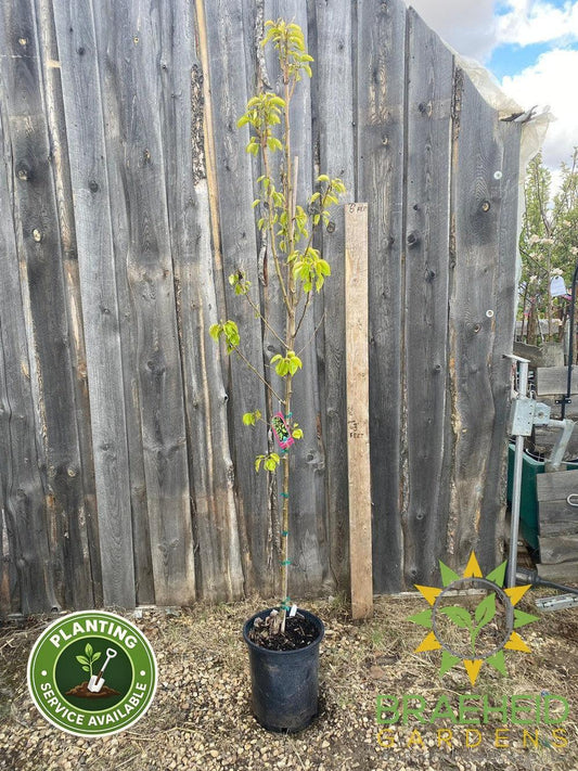 Paul's Golden Pear- Tree for sale, Grown in Grande Prairie -Braeheid Gardens Ltd. on Emerson Trail