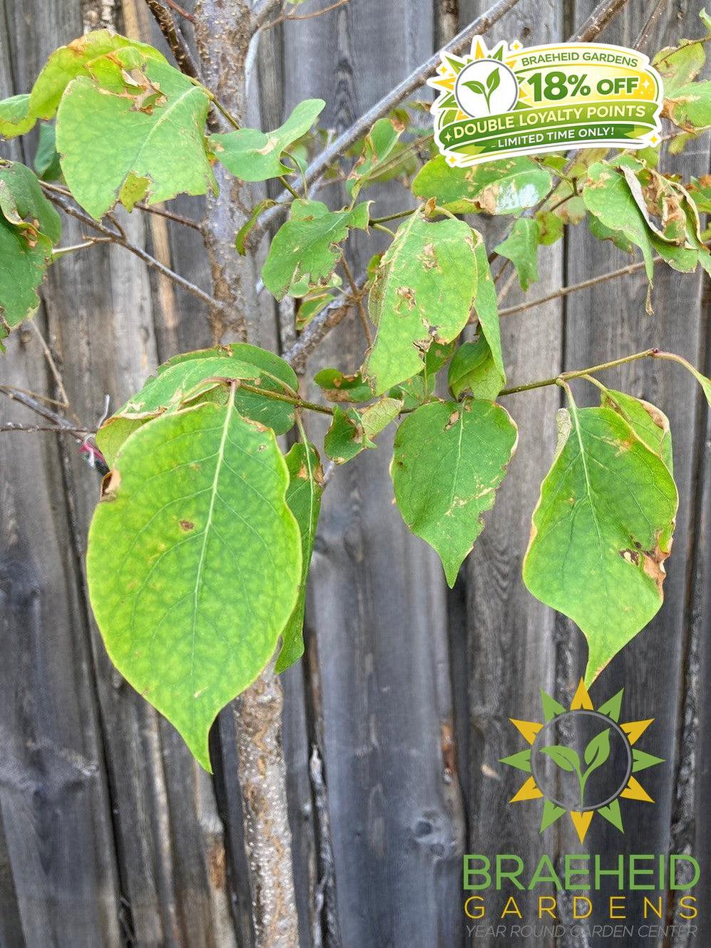 Japanese Tree Lilac- Tree for sale, Grown in Grande Prairie -Braeheid Gardens Ltd. on Emerson Trail