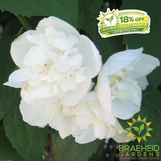 Minnesota Snow. Mock Orange