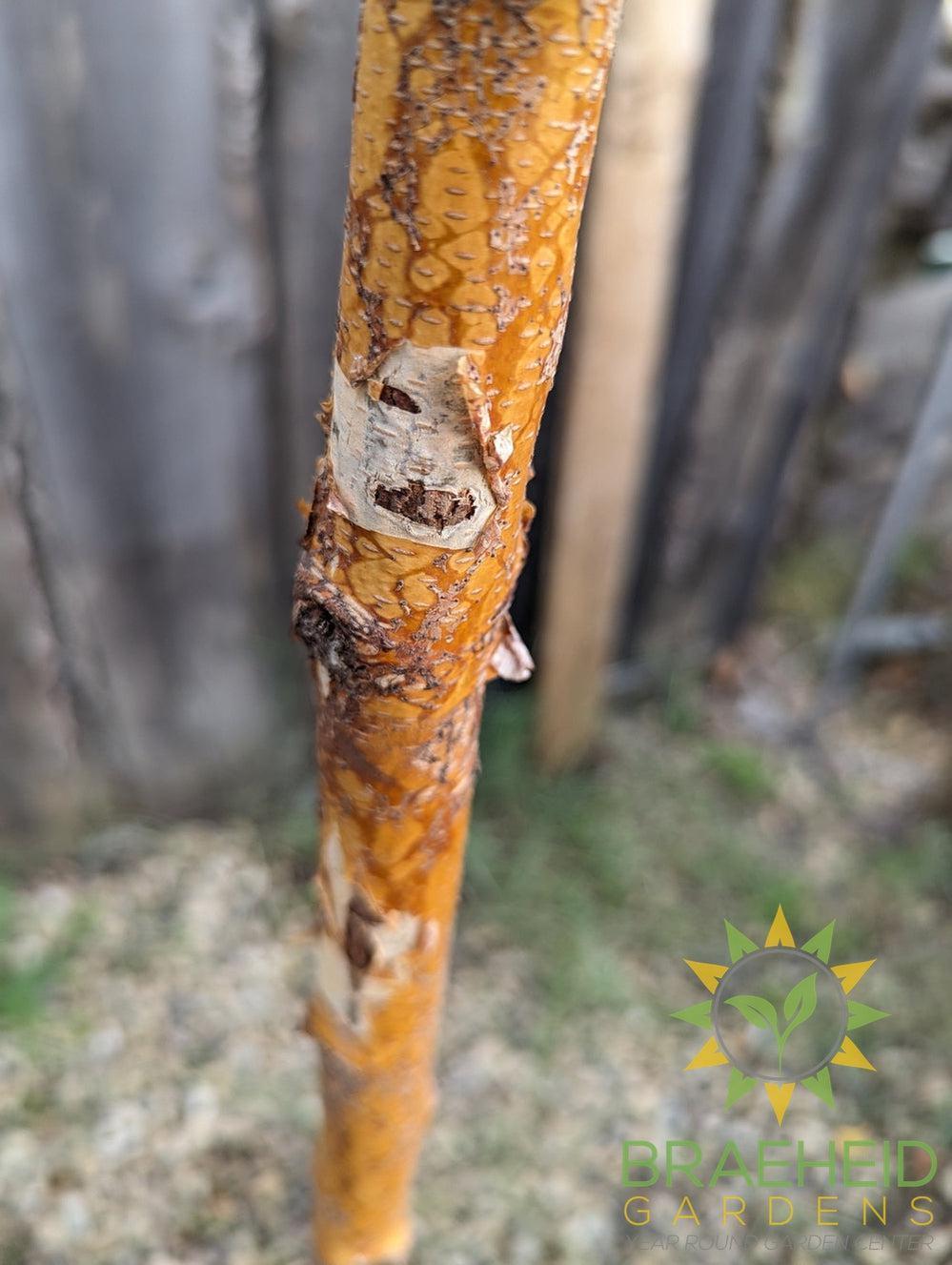 Paper Birch- Tree for sale, Grown in Grande Prairie -Braeheid Gardens Ltd. on Emerson Trail