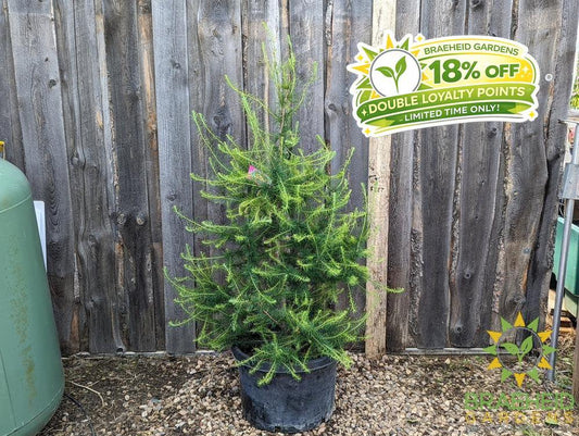Native Larch- Tree for sale, Grown in Grande Prairie -Braeheid Gardens Ltd. on Emerson Trail