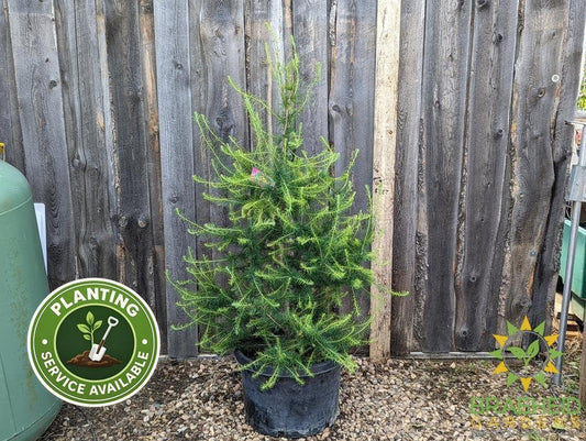 Native Larch- Tree for sale, Grown in Grande Prairie -Braeheid Gardens Ltd. on Emerson Trail