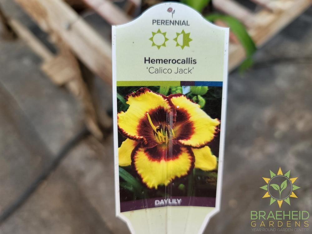 Daylily 'Calico Jack' - NO SHIP -