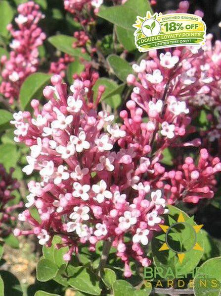 Tinkerbelle® Lilac Tree- Tree for sale, Grown in Grande Prairie -Braeheid Gardens Ltd. on Emerson Trail