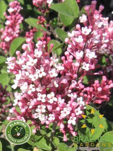 Tinkerbelle® Lilac Tree- Tree for sale, Grown in Grande Prairie -Braeheid Gardens Ltd. on Emerson Trail