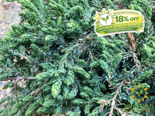 Mountain Juniper
