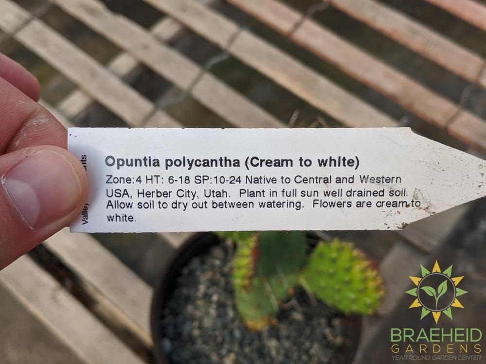 Opuntia Polycantha 'Cream to white' - Cold Hardy