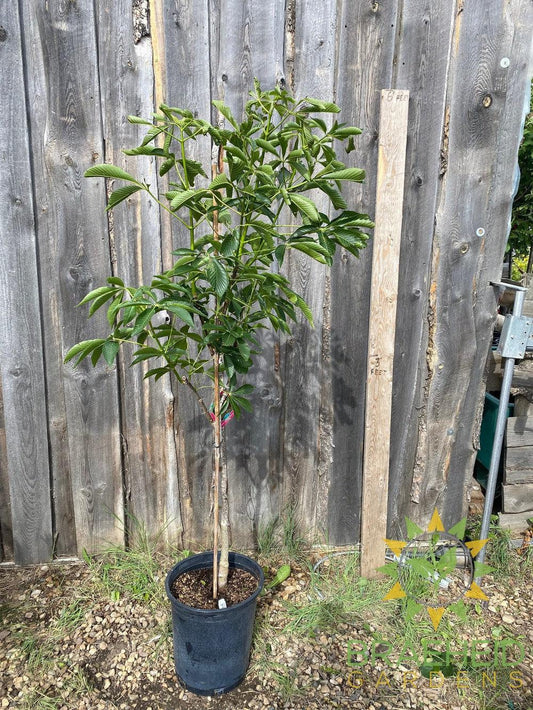 Autumn Splendor Buckeye- Tree for sale, Grown in Grande Prairie -Braeheid Gardens Ltd. on Emerson Trail