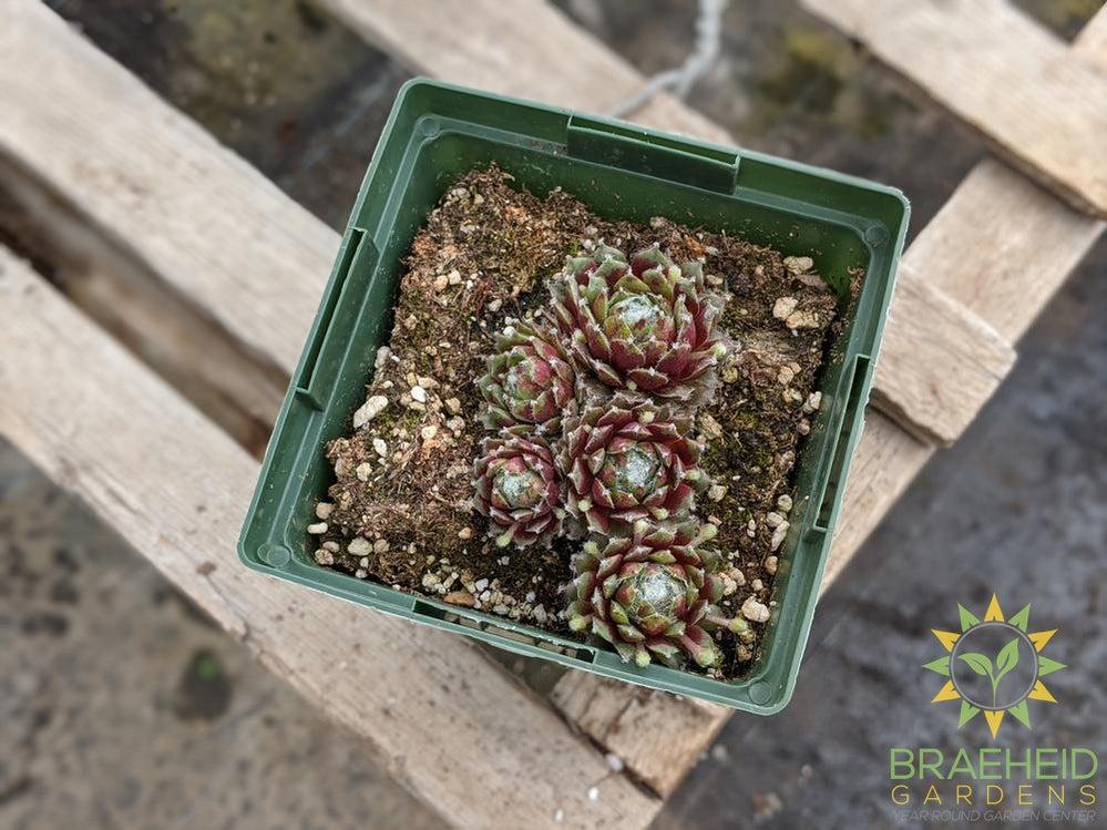 Sempervivum 'Mixed Hen and Chicks'
