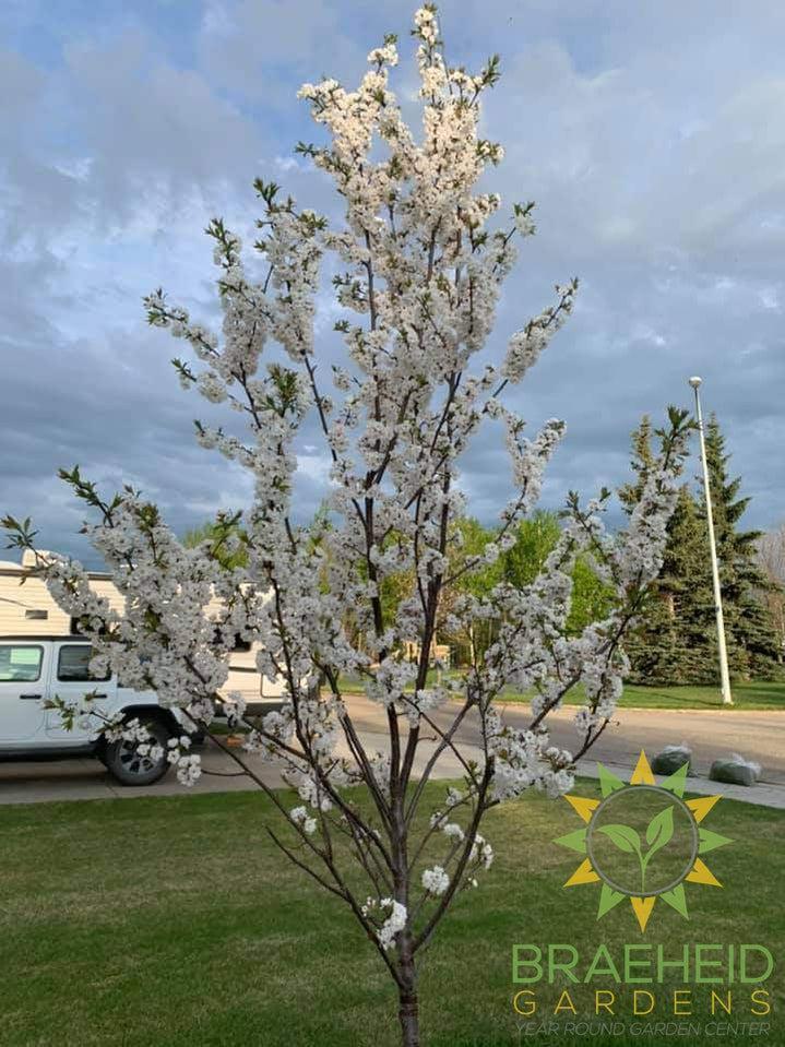 Princess Kay Plum- Tree for sale, Grown in Grande Prairie -Braeheid Gardens Ltd. on Emerson Trail