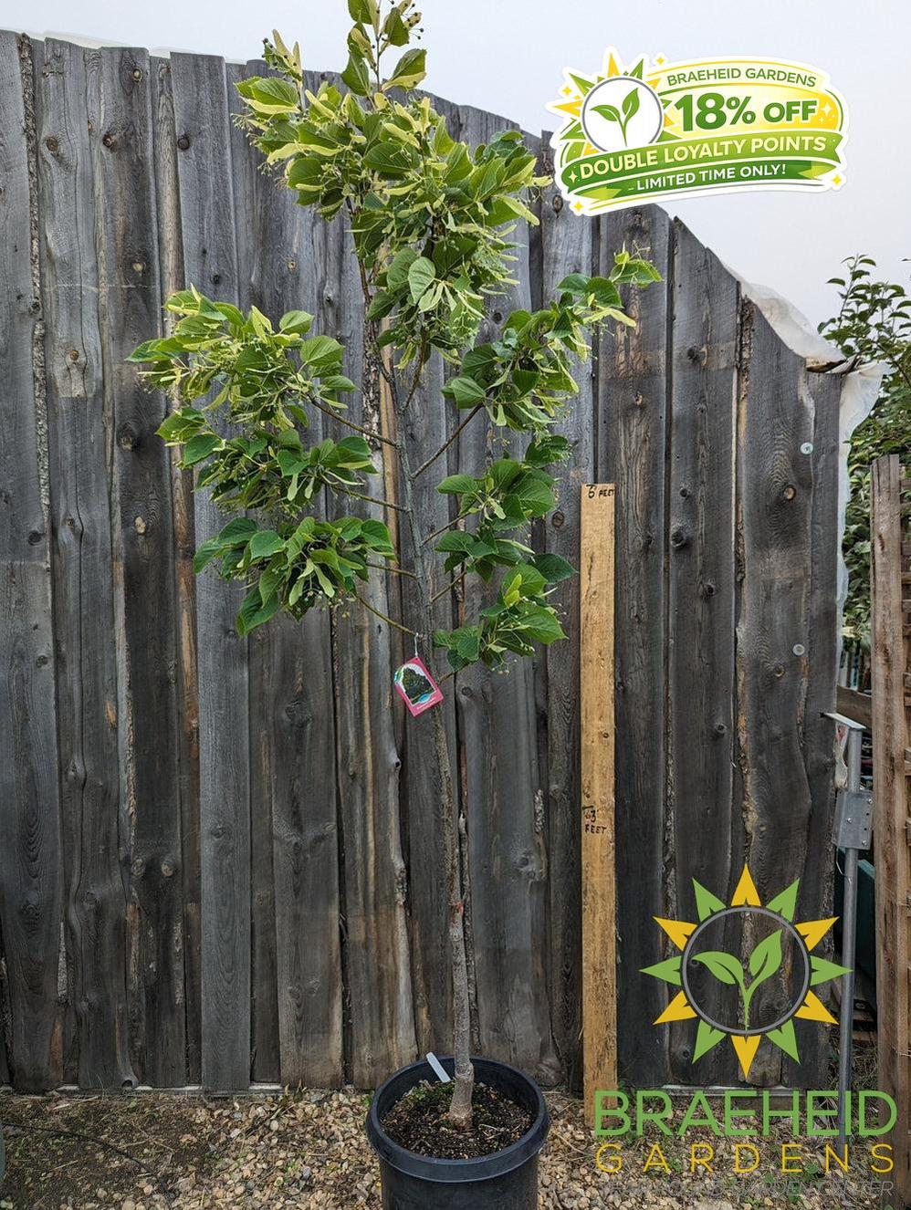 Redmond Linden- Tree for sale, Grown in Grande Prairie -Braeheid Gardens Ltd. on Emerson Trail