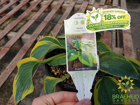 Hosta 'Tootie Mae' - NO SHIP -