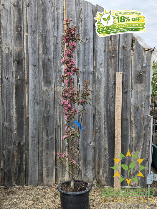 Purple Spire® Columnar Crabapple- Tree for sale, Grown in Grande Prairie -Braeheid Gardens Ltd. on Emerson Trail