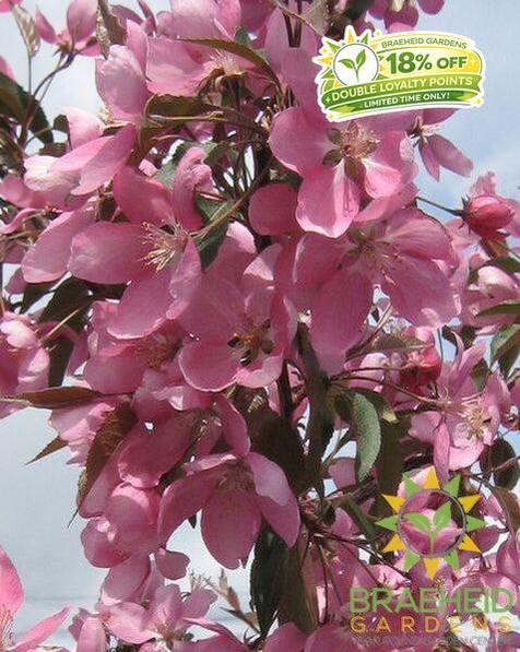 Makamik Flowering Crabapple- Tree for sale, Grown in Grande Prairie -Braeheid Gardens Ltd. on Emerson Trail