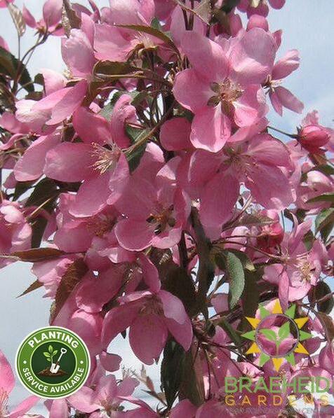 Makamik Flowering Crabapple- Tree for sale, Grown in Grande Prairie -Braeheid Gardens Ltd. on Emerson Trail