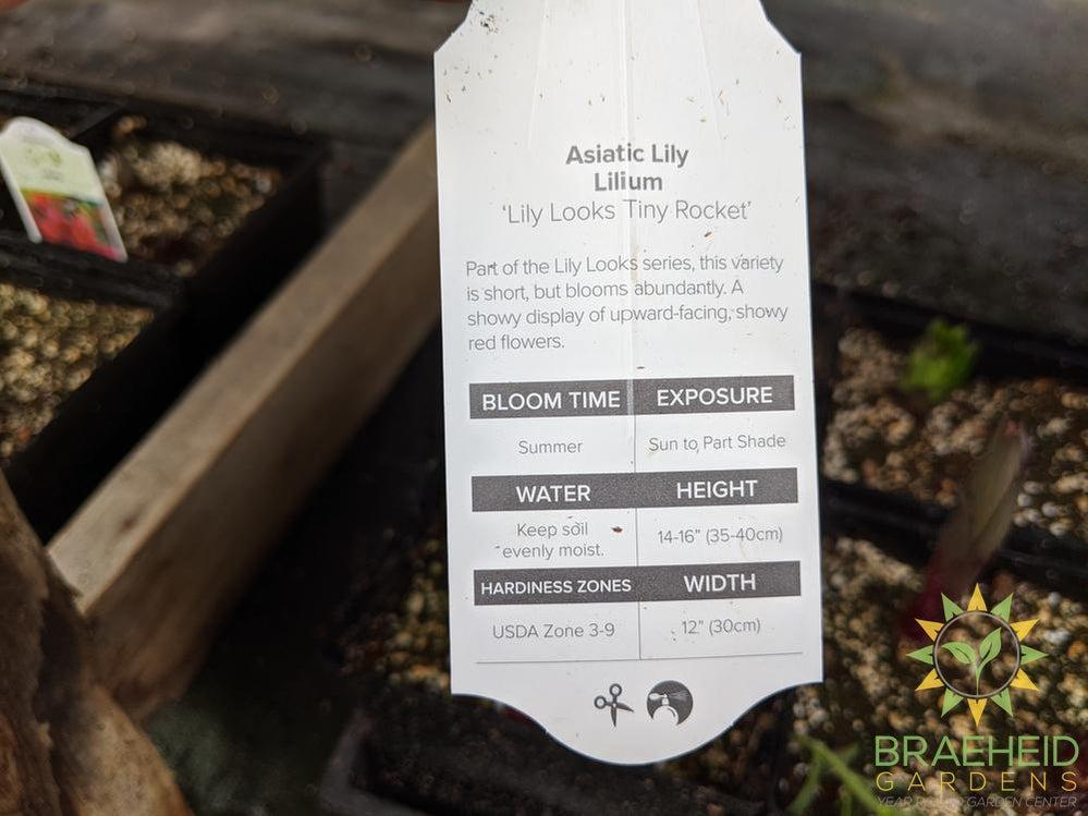 Asiatic Lily 'Lily Looks Tiny Rocket'- NO SHIP -