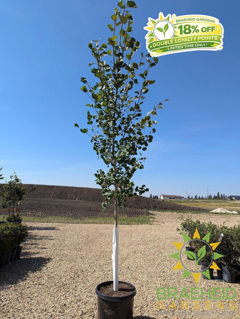Quaking/Trembling Aspen- Tree for sale, Grown in Grande Prairie -Braeheid Gardens Ltd. on Emerson Trail
