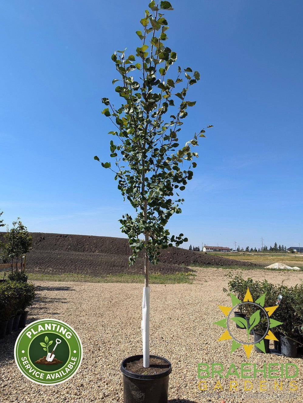 Quaking/Trembling Aspen- Tree for sale, Grown in Grande Prairie -Braeheid Gardens Ltd. on Emerson Trail