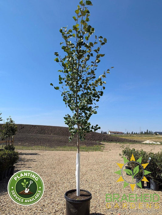 Quaking/Trembling Aspen- Tree for sale, Grown in Grande Prairie -Braeheid Gardens Ltd. on Emerson Trail