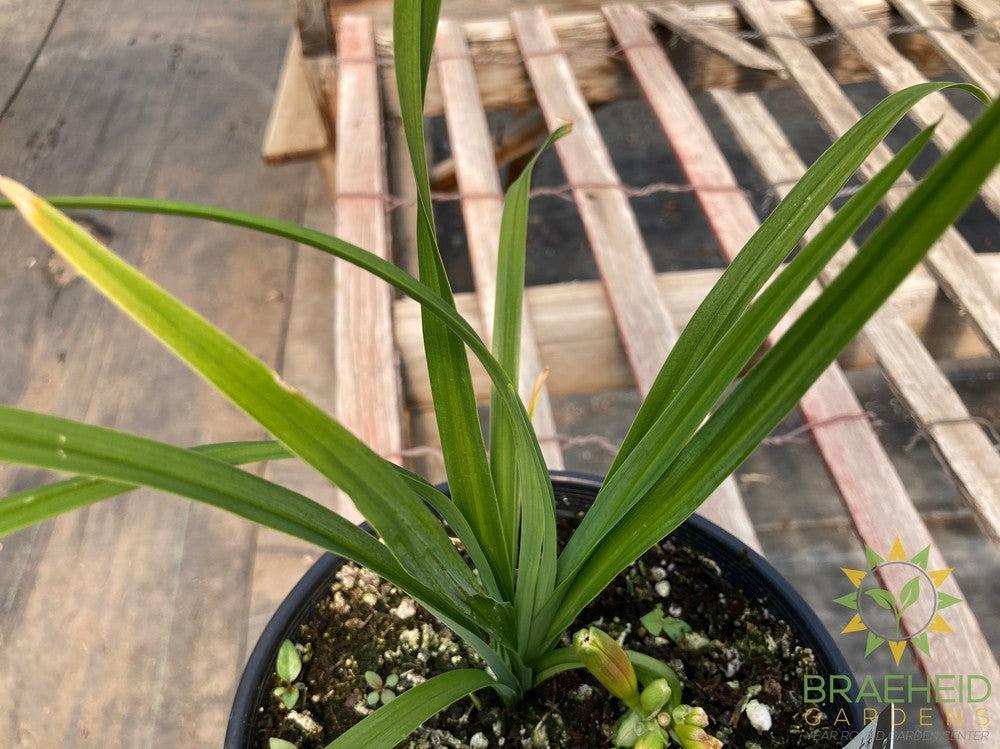 Daylily Everydaylily Pink Wing  - NO SHIP -