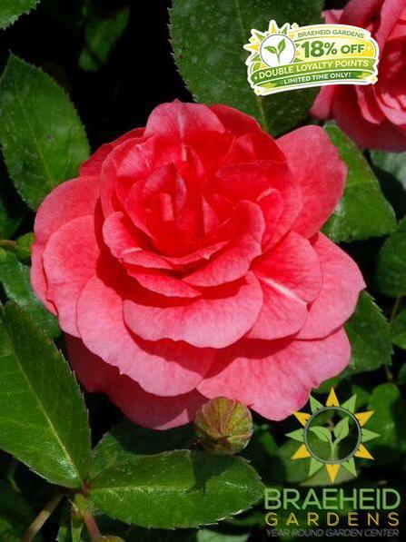 Morden Belle Rose